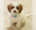 Small Photo #6 Cavapoo Puppy For Sale in BAY VIEW, WI, USA