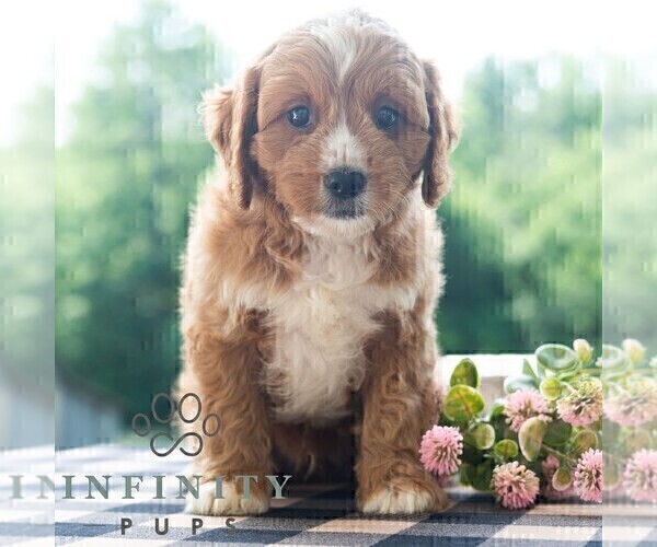 Medium Photo #3 Cavapoo (Miniature) Puppy For Sale in DORNSIFE, PA, USA