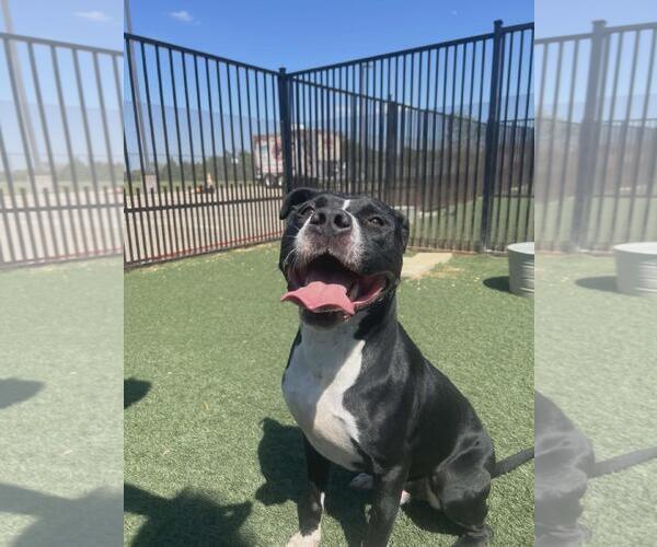 Medium Photo #5 American Pit Bull Terrier-Unknown Mix Puppy For Sale in Rockwall, TX, USA