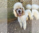 Small #1 Poodle (Standard)