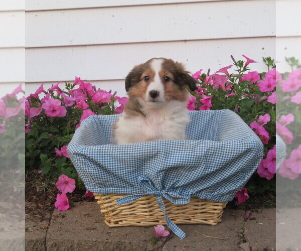 Medium Photo #8 Shetland Sheepdog Puppy For Sale in ATHENS, WI, USA
