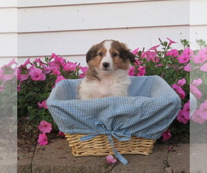 Medium Shetland Sheepdog