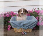 Puppy Puppy 2 Shetland Sheepdog