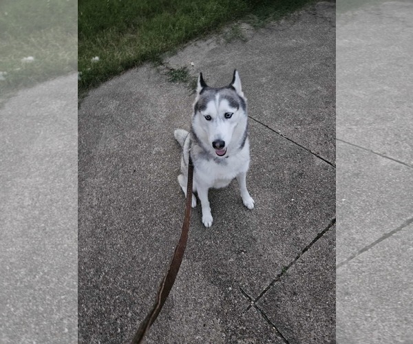 Medium Photo #5 Siberian Husky Puppy For Sale in Carrollton, TX, USA