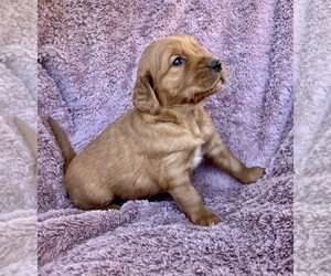 Golden Retriever Puppy for sale in DELTA, CO, USA