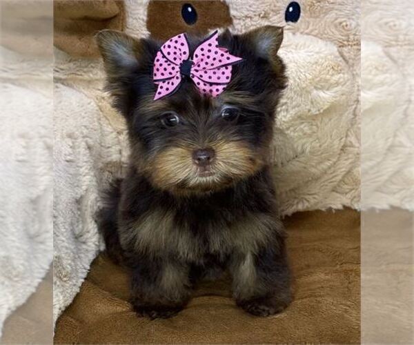 Medium Photo #8 Yorkshire Terrier Puppy For Sale in MIAMI, FL, USA