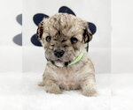 Small #2 Maltipoo (Miniature)