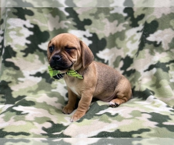 Medium Photo #16 Puggle Puppy For Sale in LAKELAND, FL, USA