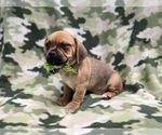 Small Photo #16 Puggle Puppy For Sale in LAKELAND, FL, USA