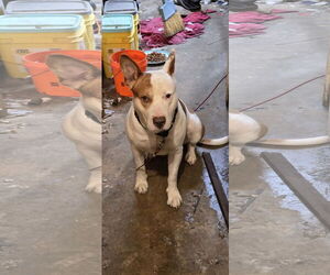 Ozzy - Male Staffordshire Bull Terrier-Unknown Mix Dog for Adoption - Photo #11