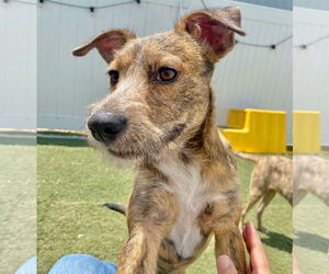 Mountain Cur-Unknown Mix Dogs for adoption in GILBERTS, IL, USA