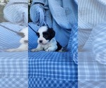Small #2 Zuchon