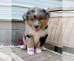 Small Photo #1 Australian Shepherd Puppy For Sale in NEW YORK MILLS, MN, USA