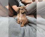 Puppy Peppermint Bark Chiweenie