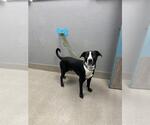 Small Mutt