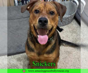 Shepweiller Dogs for adoption in Pensacola, FL, USA