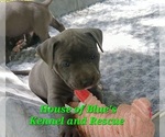 Small Photo #10 American Pit Bull Terrier Puppy For Sale in DELAWARE, OH, USA