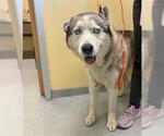 Small Siberian Husky