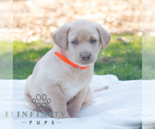Medium Photo #4 Labrador Retriever Puppy For Sale in NARVON, PA, USA