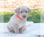 Small #3 Labrador Retriever