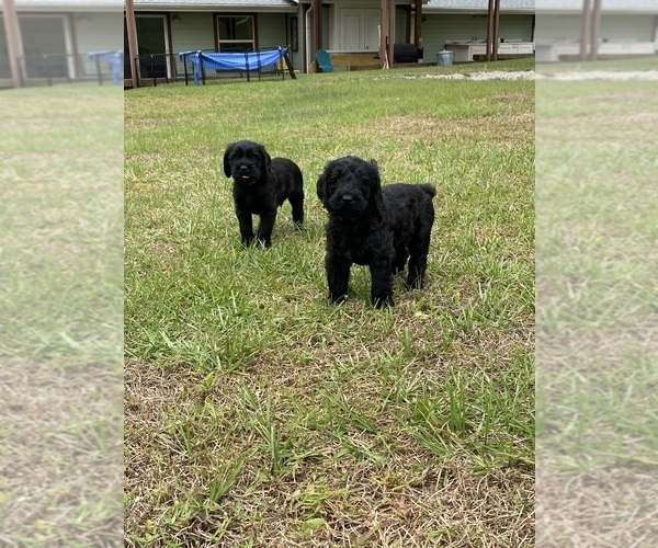 Medium Photo #21 Doodle-Goldendoodle Mix Puppy For Sale in DADE CITY, FL, USA