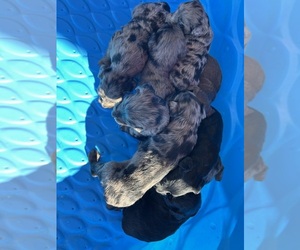 Aussiedoodle Litter for sale in BUSH, LA, USA