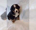 Small Photo #17 Bernese Mountain Dog Puppy For Sale in MEMPHIS, MO, USA