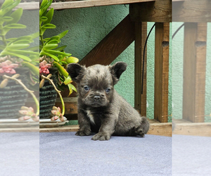 French Bulldog Puppy for sale in CHARLOTTESVILLE, VA, USA