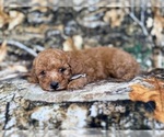 Small #6 Cavapoo (Miniature)