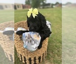 Small #2 Goldendoodle