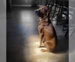Small #10 Redbone Coonhound