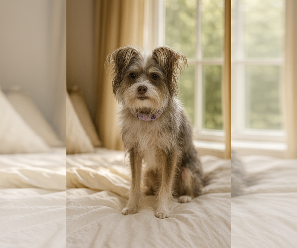 Medium Photo #3 Mutt Puppy For Sale in Phoenix, AZ, USA