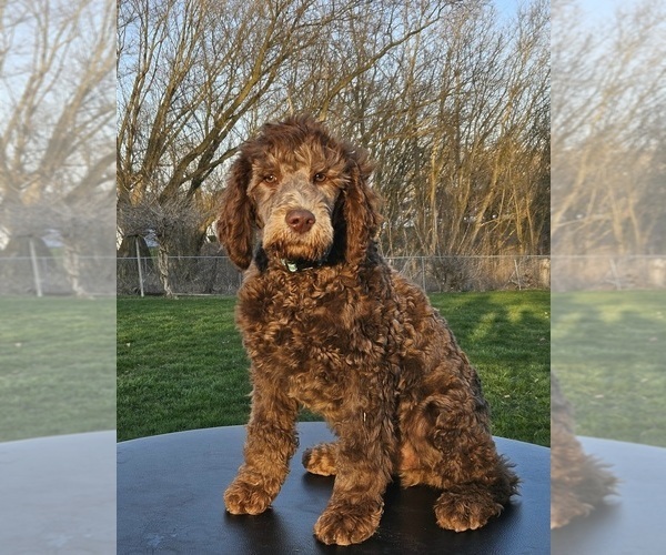 Medium Photo #3 Double Doodle Puppy For Sale in JEDDO, MI, USA