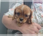 Small #3 Cavalier King Charles Spaniel