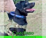 Small #6 Rottweiler-American Pit Bull Terrier