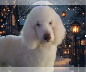 Poodle (Standard) Puppy for sale in SOUTHFIELD, MI, USA