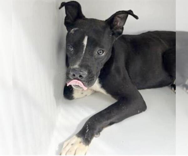 Medium Photo #1 Boxer-Unknown Mix Puppy For Sale in Houston, TX, USA