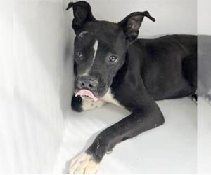 Boxer-Unknown Mix Dogs for adoption in Houston, TX, USA