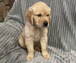 Small Photo #12 Golden Retriever Puppy For Sale in STRATFORD, OK, USA