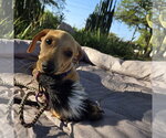 Small #1 Dachshund Mix