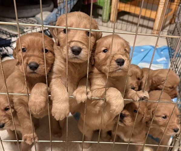 Medium Photo #1 Golden Retriever Puppy For Sale in JACKSONVILLE, FL, USA