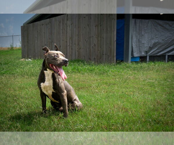 Medium Photo #8 Mutt Puppy For Sale in Abbeville, LA, USA