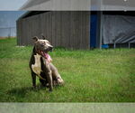 Small #7 Mutt
