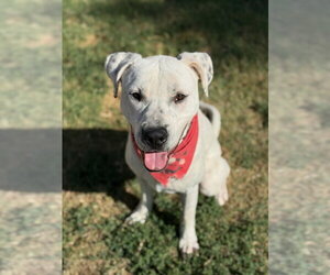 Boxer-Dalmatian Mix Dogs for adoption in Chandler, AZ, USA