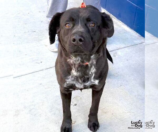 Medium Photo #3 Labrador Retriever-Unknown Mix Puppy For Sale in Washington, DC, USA