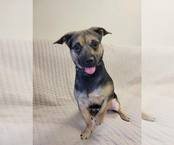 Medium Photo #1 Chug Puppy For Sale in Fort Wayne, IN, USA