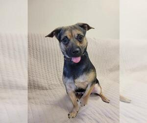 Chug Dogs for adoption in Fort Wayne, IN, USA