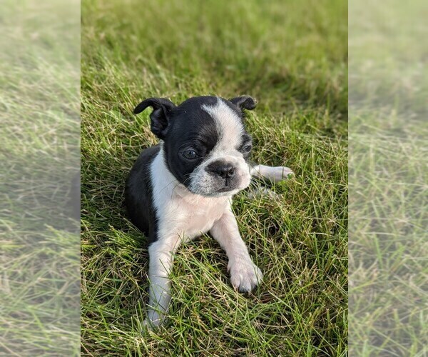 View Ad: Boston Terrier Litter of Puppies for Sale near Indiana, BREMEN
