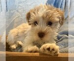 Puppy CC Schnauzer (Miniature)