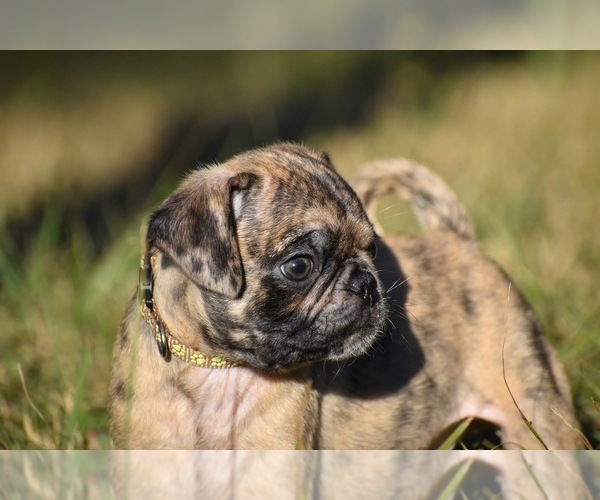 Medium Photo #6 Pug Puppy For Sale in PALM COAST, FL, USA